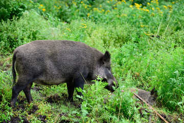 Wild boar sow cleans one of its lying young, summer, lower saxony, (sus scrofa), germany