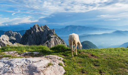 Naklejka premium Sheep below the Mangart mountain