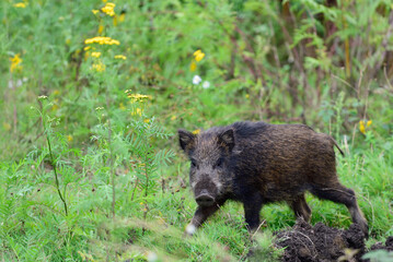 Naklejka na ściany i meble Wild boar young animals looking for food in the forest, summer, lower saxony, (sus scrofa), germany