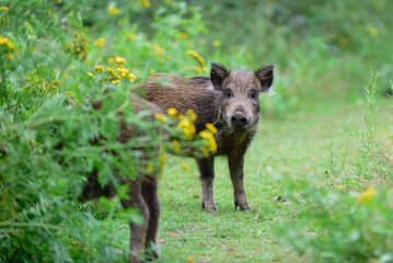 Wild boar young animals looking for food in the forest, summer, lower saxony, (sus scrofa), germany