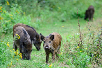 Wild boar pack looking for food in a forest clearing, summer, lower saxony, (sus scrofa), germany