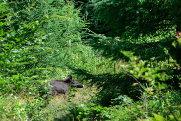 Wild boar female standing hidden in forest, summer, lower saxony, (sus scrofa), germany