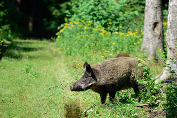 Naklejka na ściany i meble Wild boar female standing on a forest path with young animals, summer, lower saxony, (sus scrofa), germany