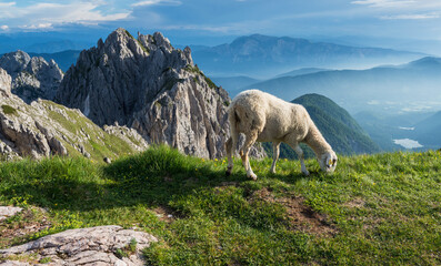 Sheep below the Mangart mountain