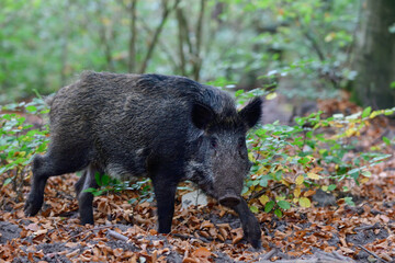 Wild boar young animal foraging in autumn forest, autumn, lower saxony, (sus scrofa), germany
