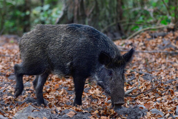 Wild boar foraging in autumn forest, autumn, lower saxony, (sus scrofa), germany