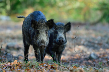 Wild boar young animals foraging in autumn forest, autumn, lower saxony, (sus scrofa), germany