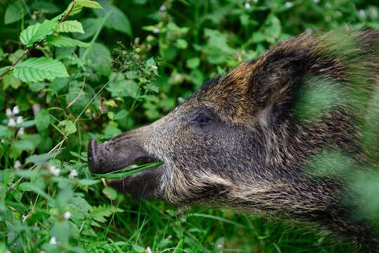 Keilerkopf Bilder Durchsuchen 16,986 Archivfotos, und