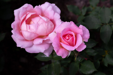 Pink rose on a background of green leaves.