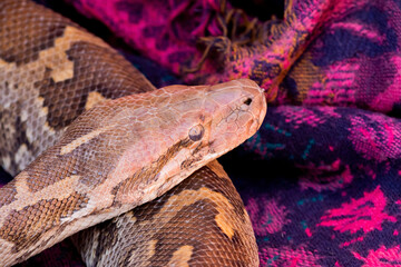 An Indian rock python with a snake charmer