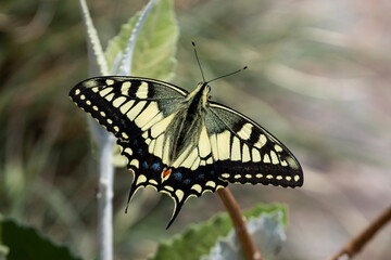 Old world swallowtail on a flower