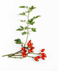 Dog rose, bunch branch Rosehips, types Rosa canina hips	
