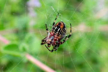 Araña devorando a su presa atrapada en una telaraña