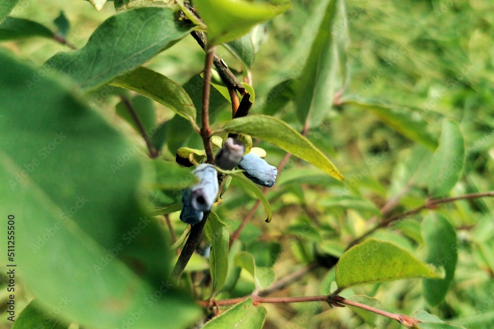 Wall mural honneyberry or blue ripe honeysuckle berries on a bush branch with fresh green leaves