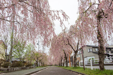Naklejka premium Beautiful pink tunnels of Shidarezakura(Weeping Cherry blossoms) on the Nicchu Line,Kitakata,Fukushima,Tohoku,Japan