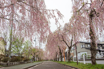 Beautiful pink tunnels of Shidarezakura(Weeping Cherry blossoms) on the Nicchu Line,Kitakata,Fukushima,Tohoku,Japan