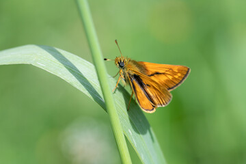 Male large skipper butterfly (Ochlodes sylvanus).