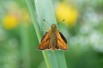Dorsal view on a male large skipper butterfly (Ochlodes sylvanus).