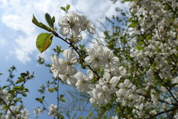 Thin branch of blossoming cherry tree against blue sky in April