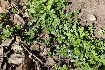 Multiple blue flowers of veronica polita in mid March