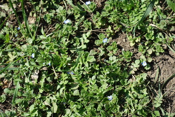 Several small blue flowers of veronica polita in mid March