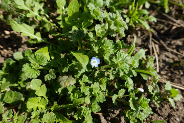 Single blue flower of veronica polita in mid March