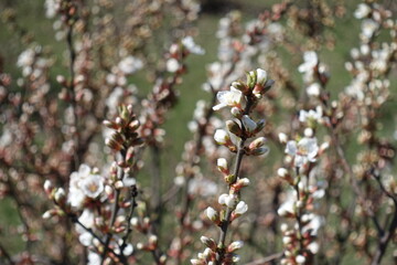 Half opened flowers and buds of prunus tomentosa in March