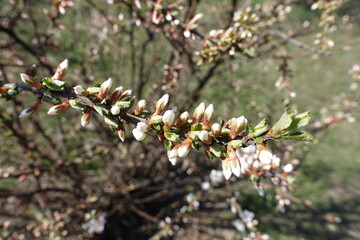 Horizontal branch of prunus tomentosa with closed flower buds in March