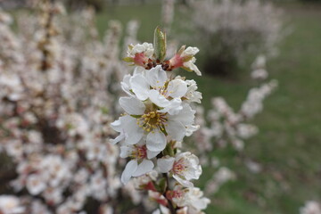 Macro of white flowers of prunus tomentosa in March