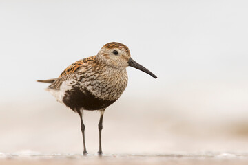 Biegus zmienny dunlin Calidris alpina