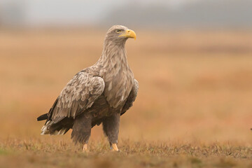 Bielik white-tailed eagle Haliaeetus albicilla - obrazy, fototapety, plakaty