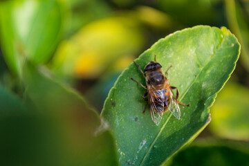 Mosca Zángano sobre una hoja de limón