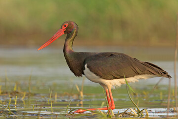 Bocian czarny Black stork Ciconia nigra 