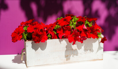 red petunias in a white wooden pot on a white and lilac background with free space for inscriptions