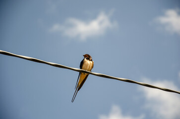 Beautiful barn swallow sits on a cable with bright blue sky and blurry clouds in the background