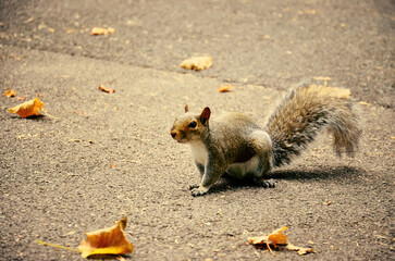 Cute little squirrel posing for a photo in the park