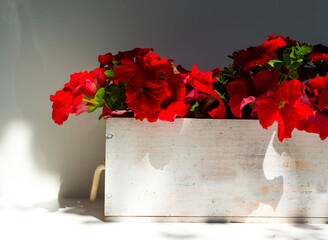 red petunias in a white wooden pot on a white and gray background with free space for inscriptions