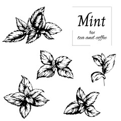 Set of mint drawn in ink cut out on white background. Vector black and white illustration, sketch.