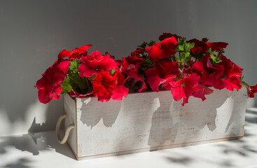 red petunias in a white wooden pot on a white and gray background with free space for inscriptions