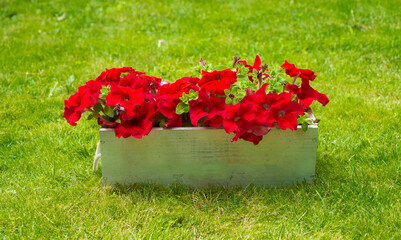 red petunias in a white wooden pot against the background of green grass and leaves in the garden with free space for inscriptions