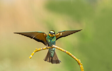 The Rainbow Bee-eater is perched on a tree branch. The bird comes from a bird family called Meropidae and is found in Turkey.