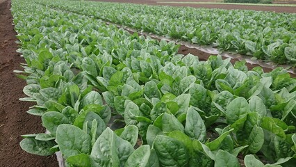 あと少しで、昨年の９月下旬より収穫し続けていたほうれん草が終わります。#ほうれん草 #シーズン最後 #畑【品種】金の夏