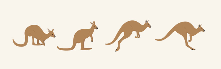 kangaroo (set of kangaroo illustration)