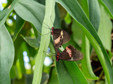 Paarung von Parides erithalion Ritterfalter Papilionidae auf einem Blatt