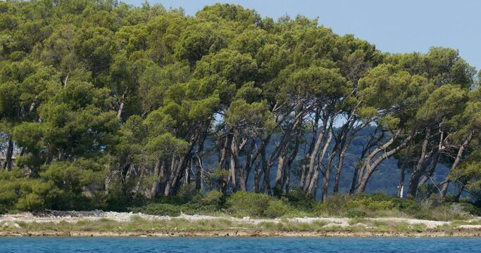 pine forest near Pakostane in Dalmacija
