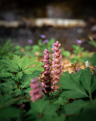 flowers in the forest