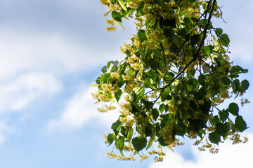 linden blossom in jun. beautiful nature background on a sunny day. branches in sunlight in front of a blue sky. plant used in medicine
