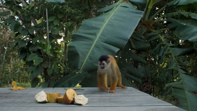 Squirrel monkeys are eating banana in front of an house in the jungle. Mono Titi, Costa Rica's monkeys.