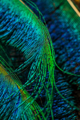 peacock feather background.