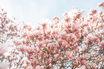 Pink magnolia petals closeup on the branches banner background